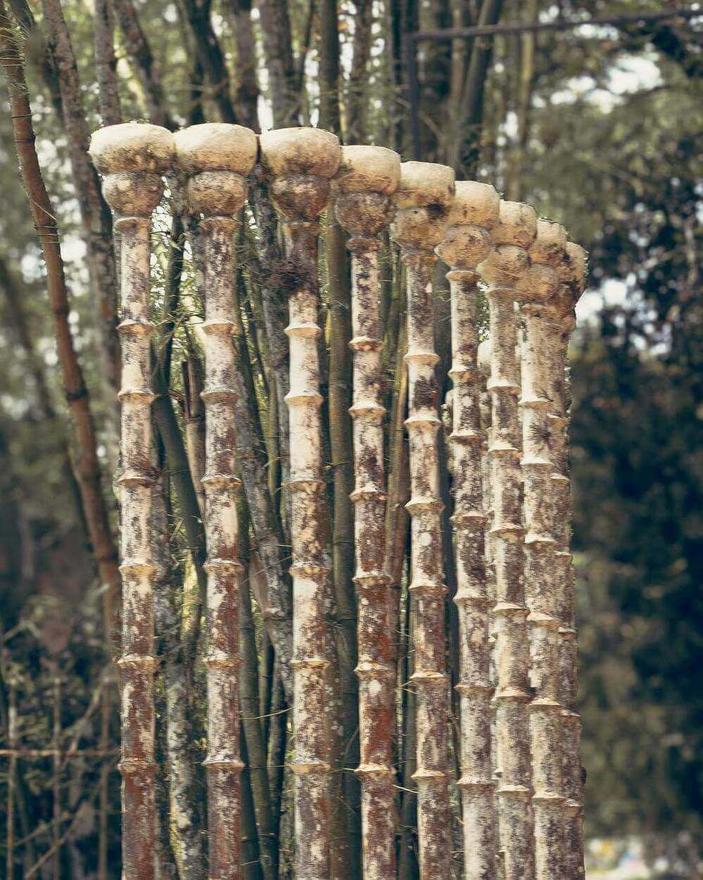 Bamboo plant for Antiocco sustainable fabric.