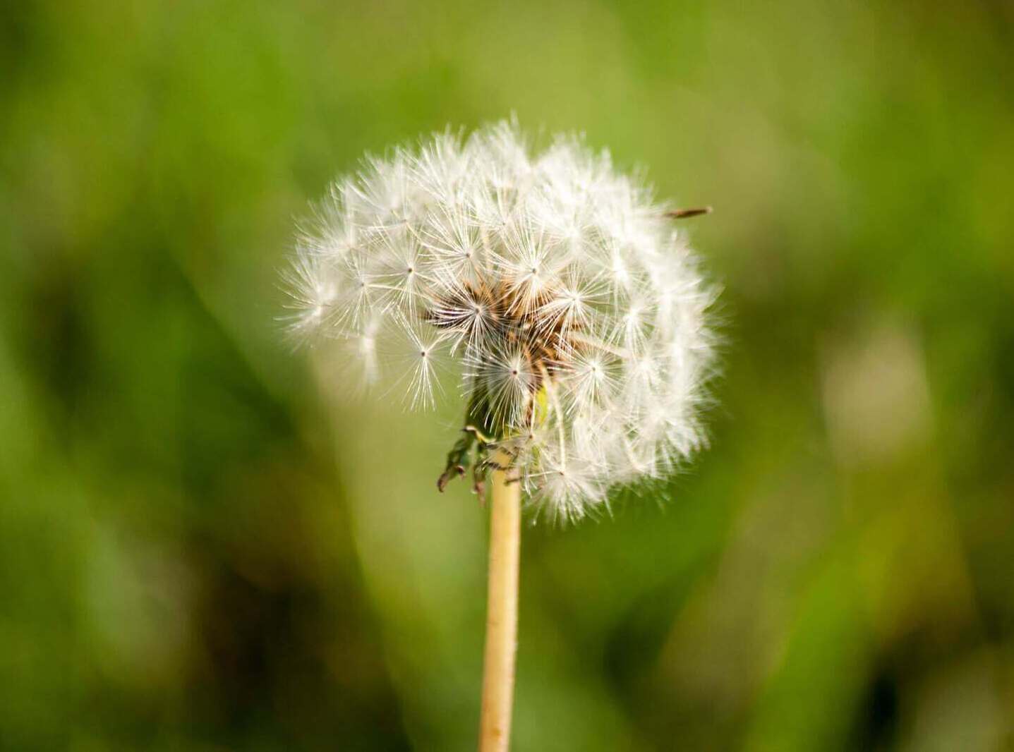 Dandelion representing Antiocco’s natural cotton fabric.